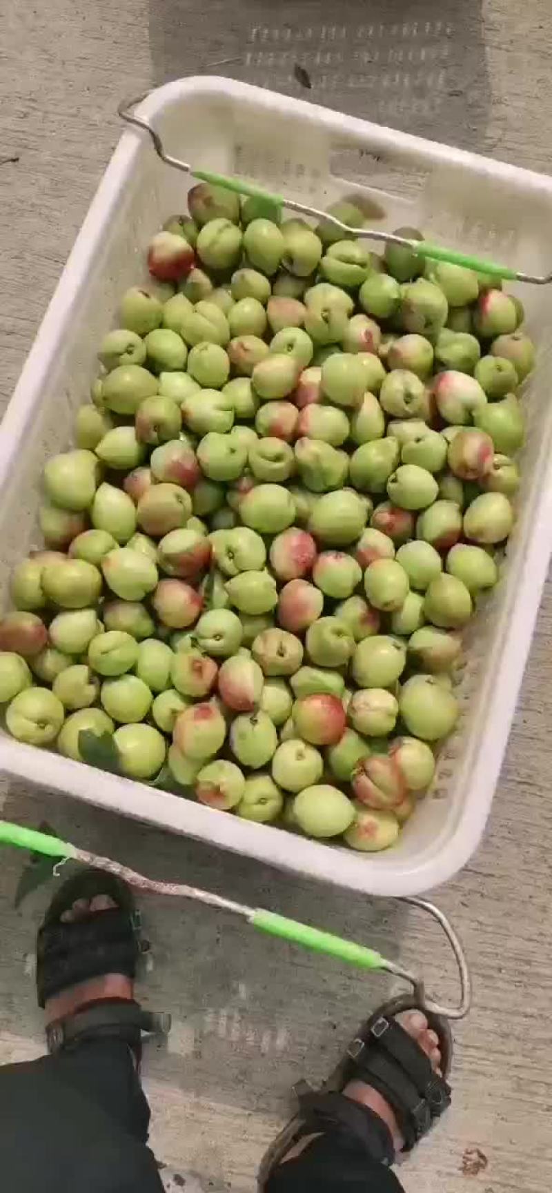 油桃
