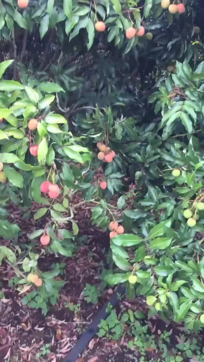 大果