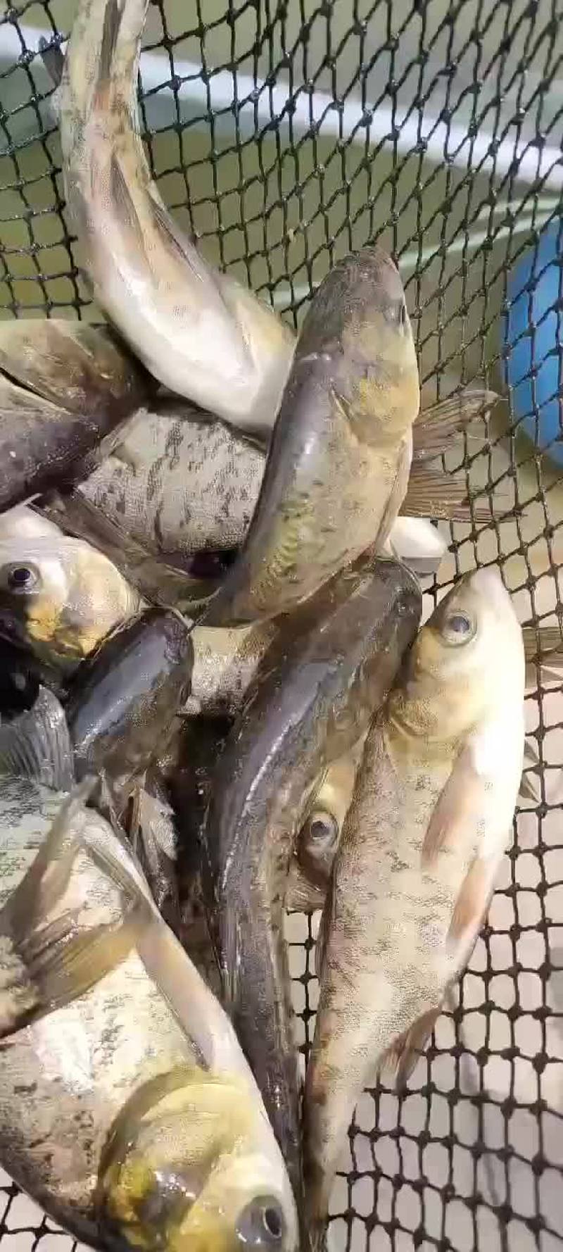 花鲢鱼苗一斤三尾四尾五尾，一斤二三尾
