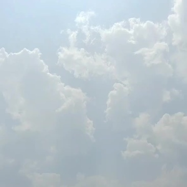 夏威夷果苗，直生杯苗