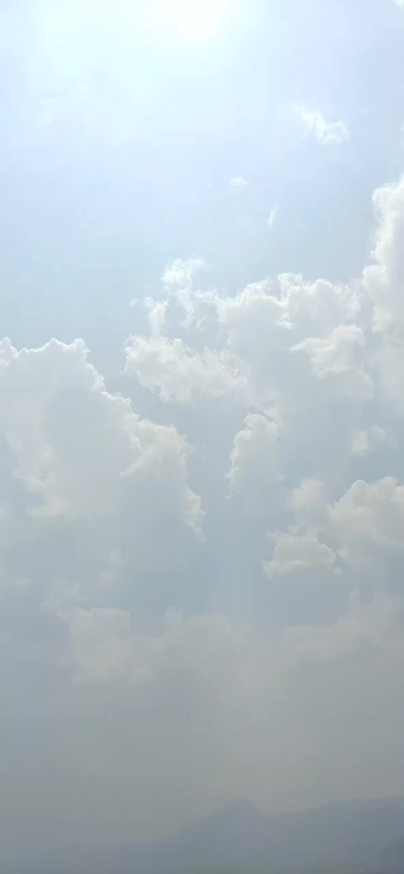 夏威夷果苗，直生杯苗