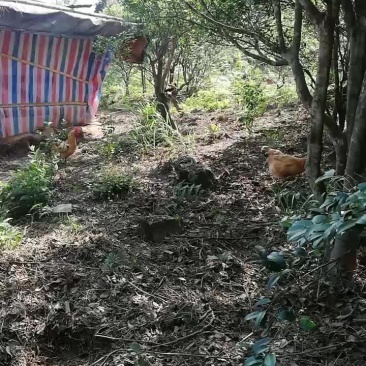 茶籽鸡，不吃饲料专吃水稻长大放养在茶籽山上的走地鸡
