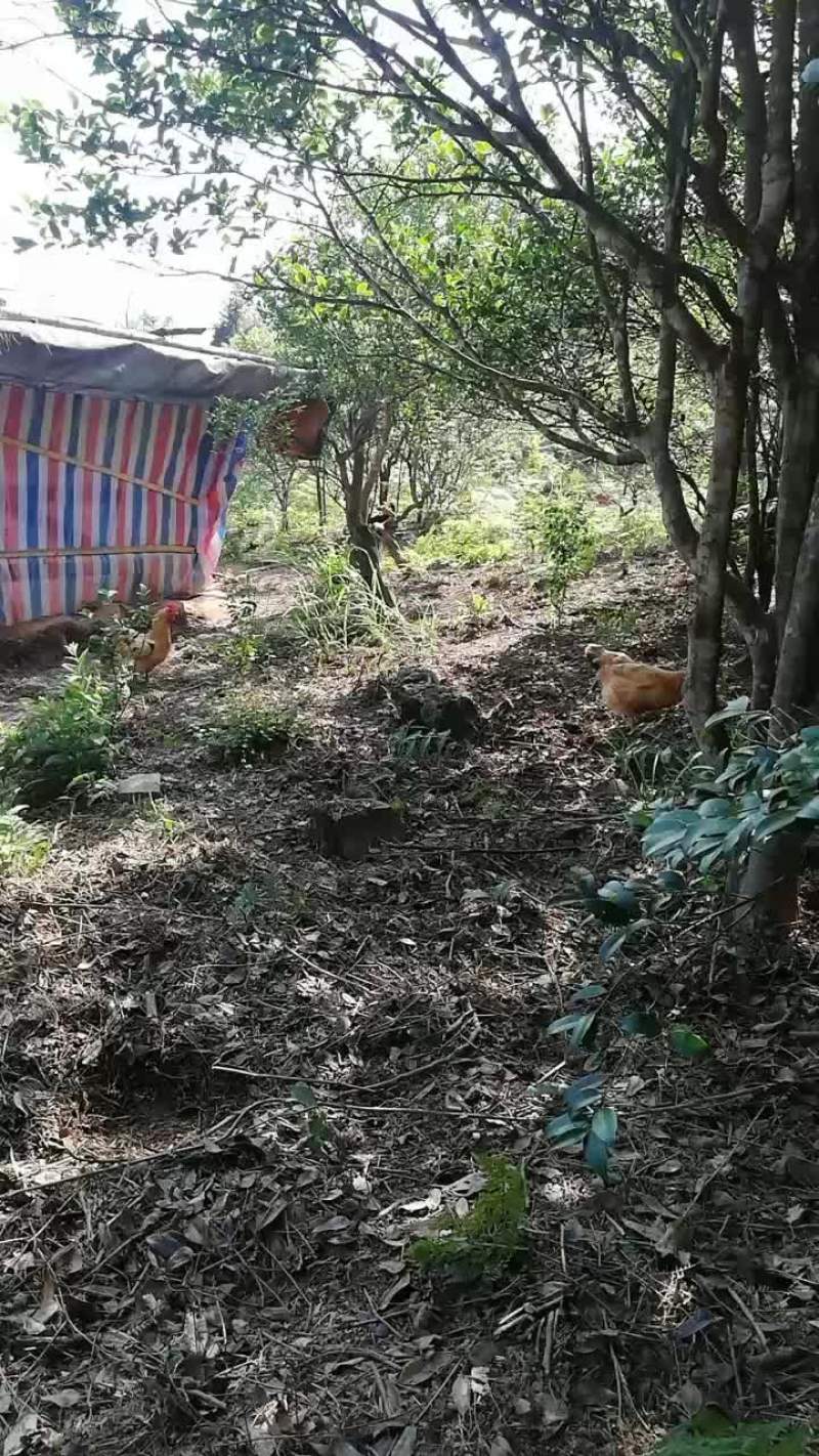 茶籽鸡，不吃饲料专吃水稻长大放养在茶籽山上的走地鸡