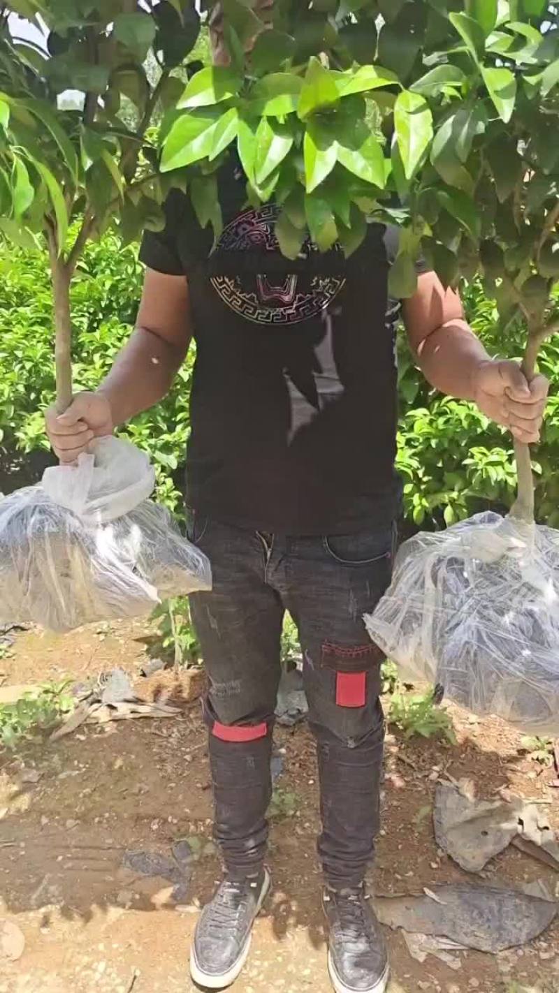 沃柑大苗