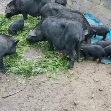 正宗土黑猪不杂交。