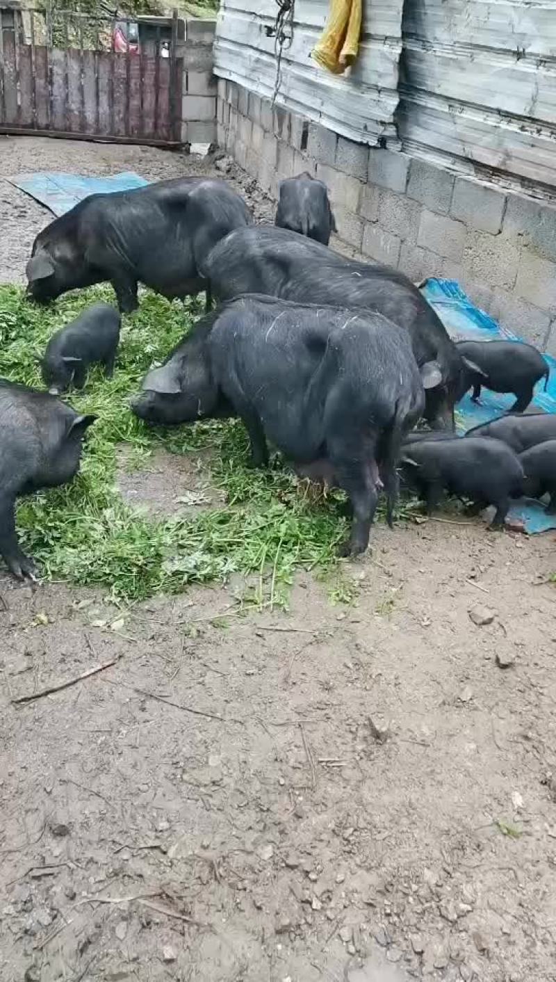 正宗土黑猪不杂交。