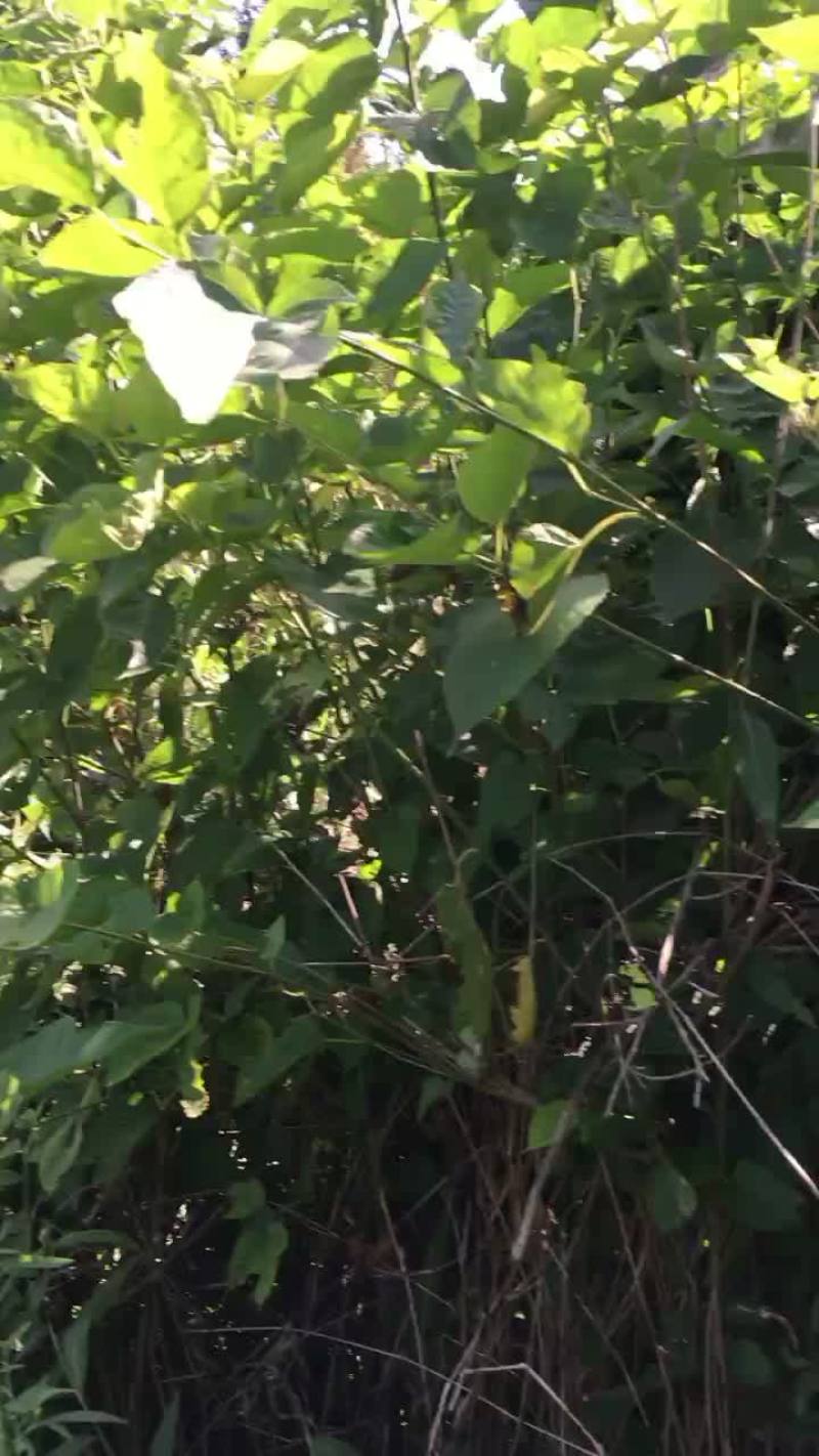野生桑叶，桑枝，桑根，下单即采