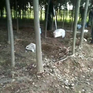 红叶李
