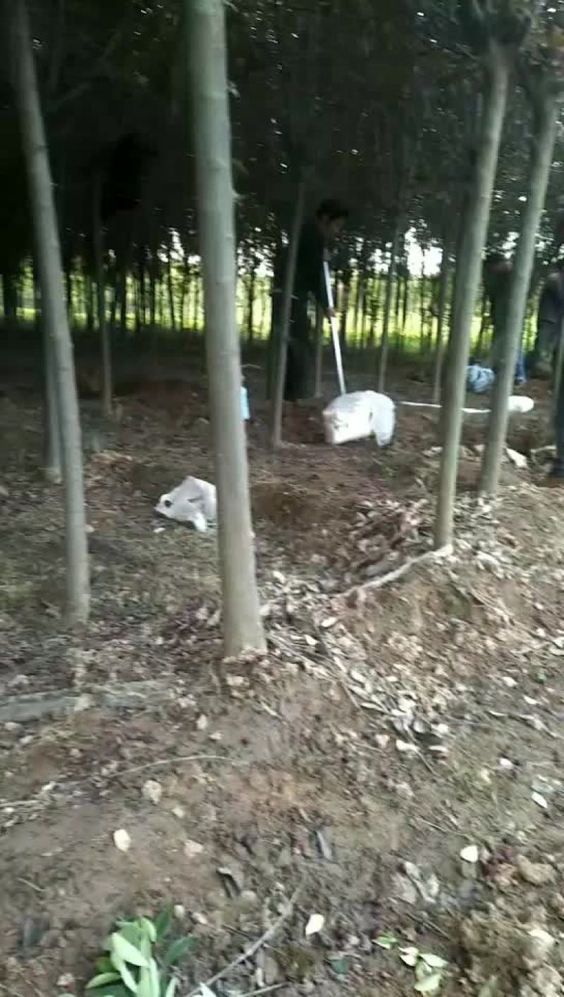 红叶李