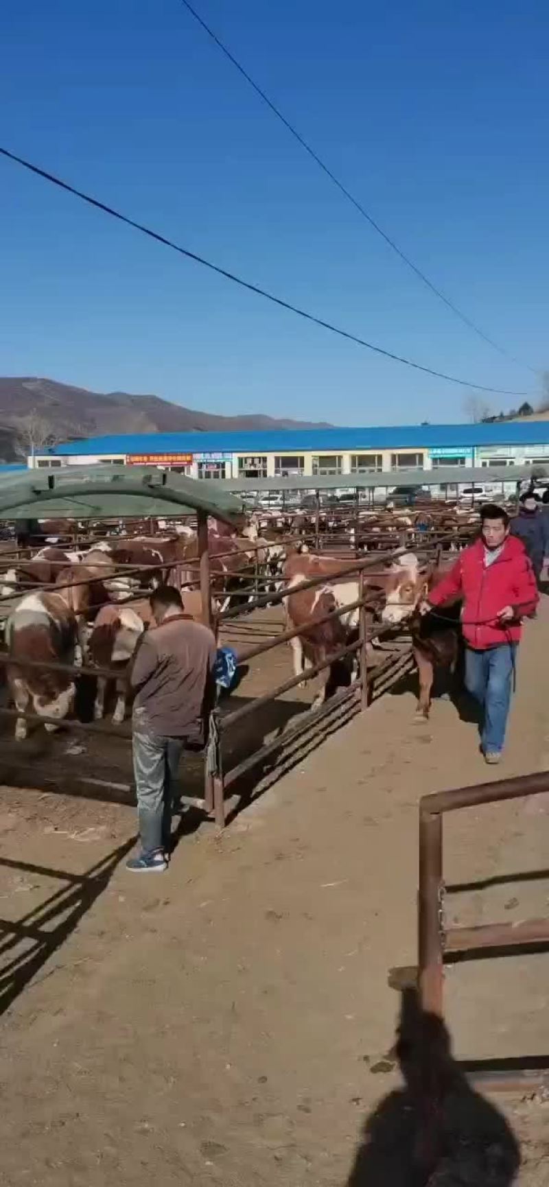 西门塔尔牛