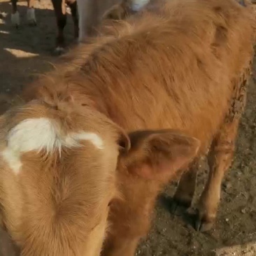 西门塔尔牛犊