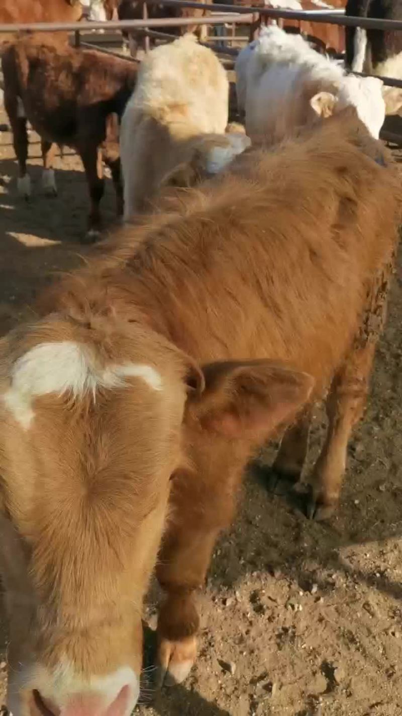 西门塔尔牛犊