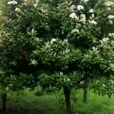 红叶石楠