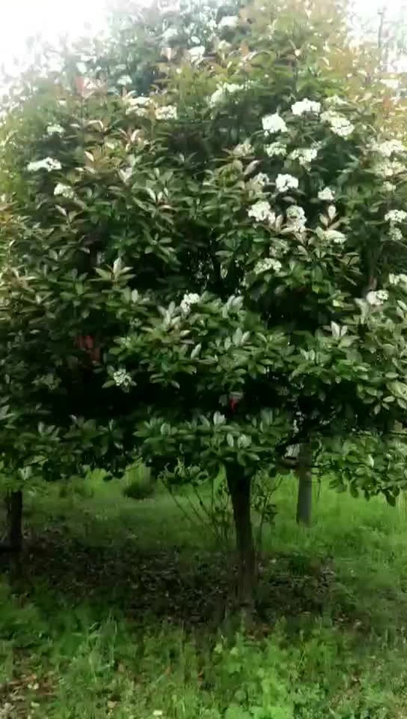红叶石楠