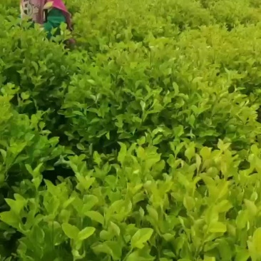金森女贞