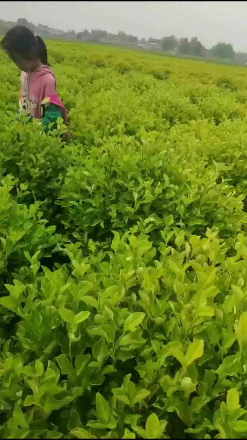 金森女贞