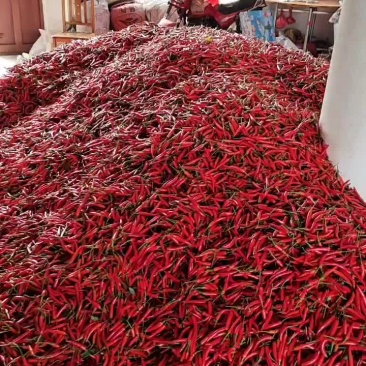 小米辣