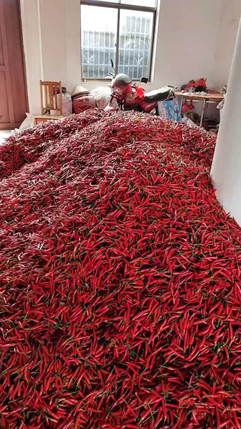 小米辣