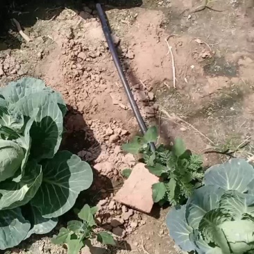 甘兰个头大小匀称纯绿
