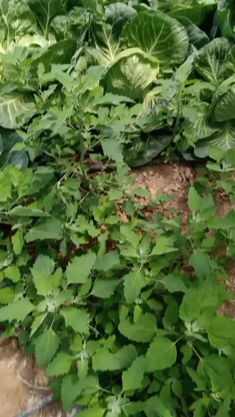 甘兰个头大小匀称纯绿