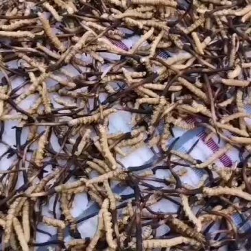 精品鲜冬虫夏草