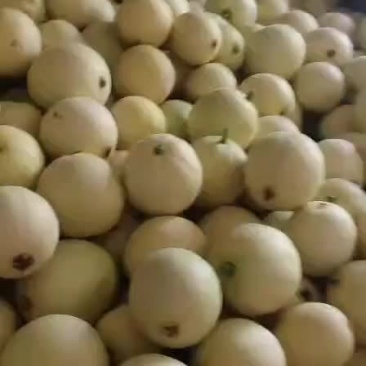 小籽甜瓜