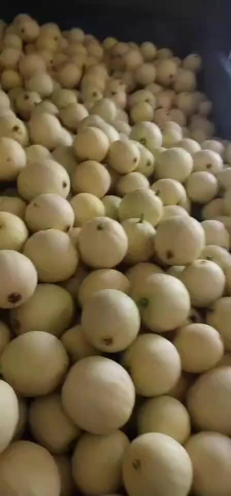 小籽甜瓜