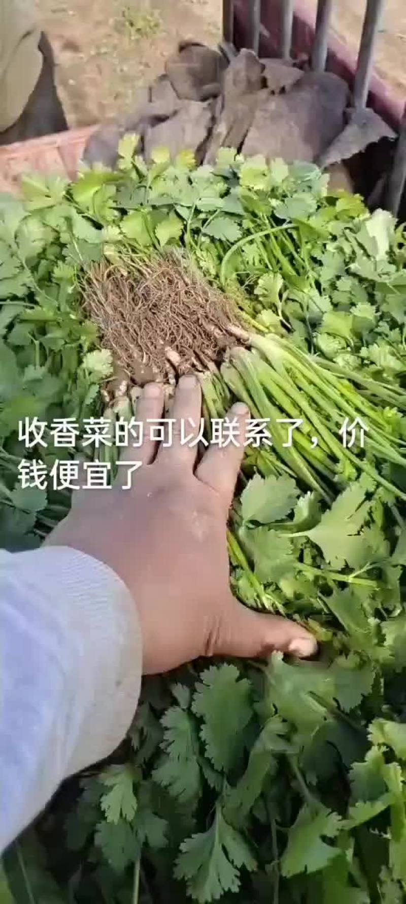 大棚和陆地香菜大量上市
