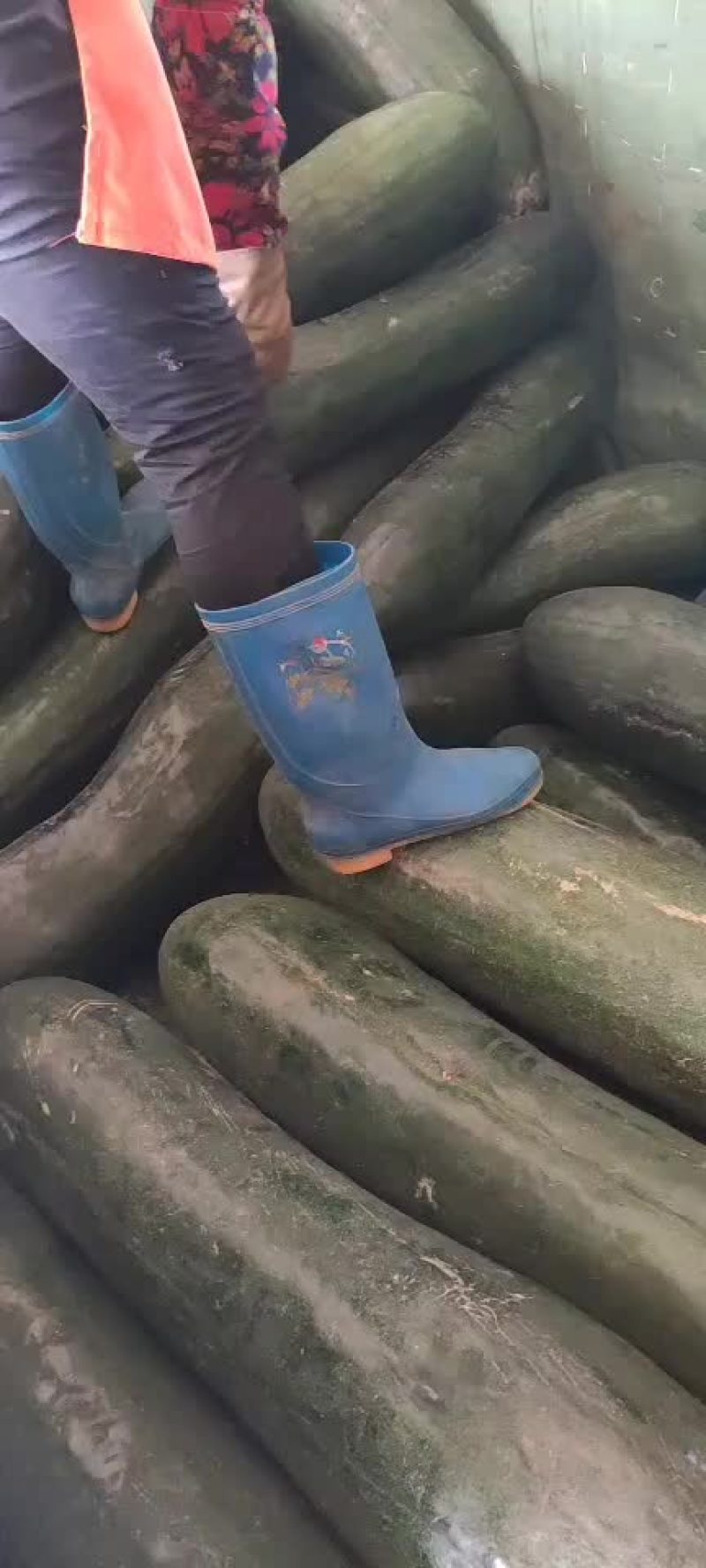 海南冬瓜大掉价买买