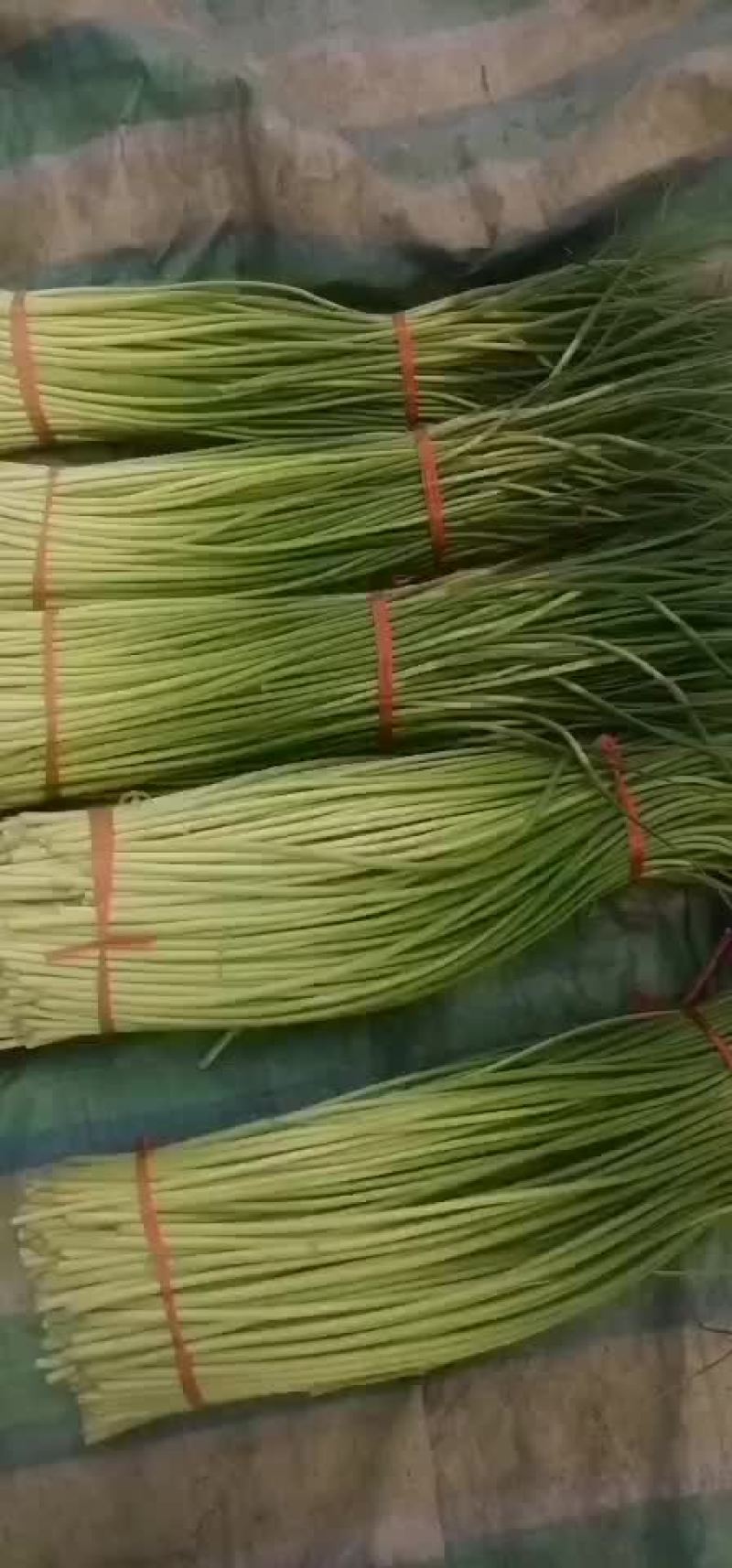 红帽蒜苔