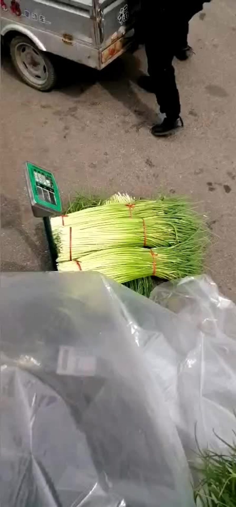 红帽蒜苔