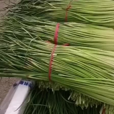 红帽蒜苔