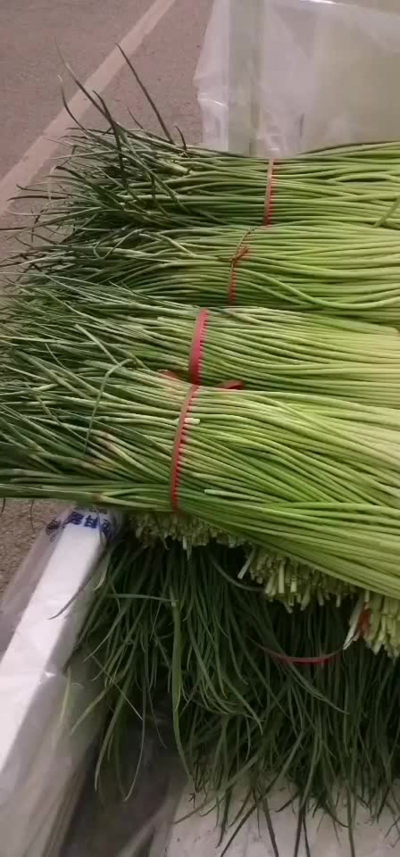 红帽蒜苔