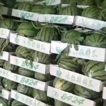 山东菏泽8424西瓜上市中
