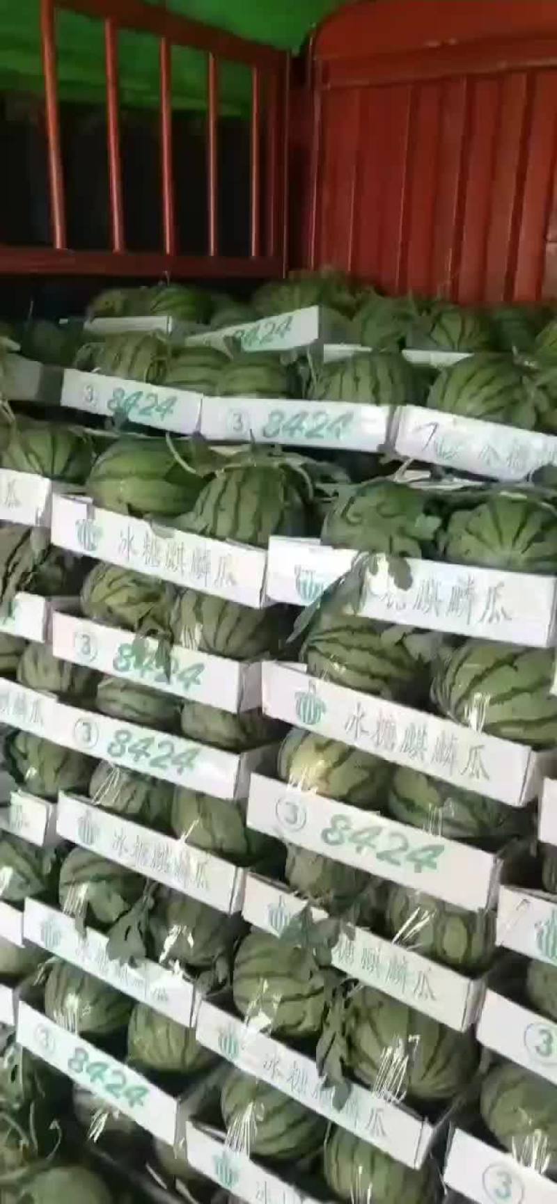山东菏泽8424西瓜上市中
