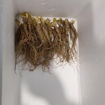 各种规格的鲜参