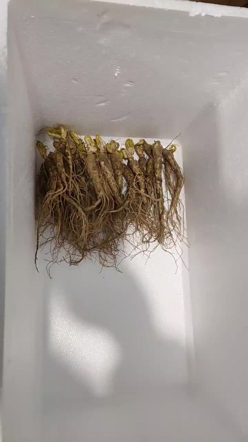 各种规格的鲜参