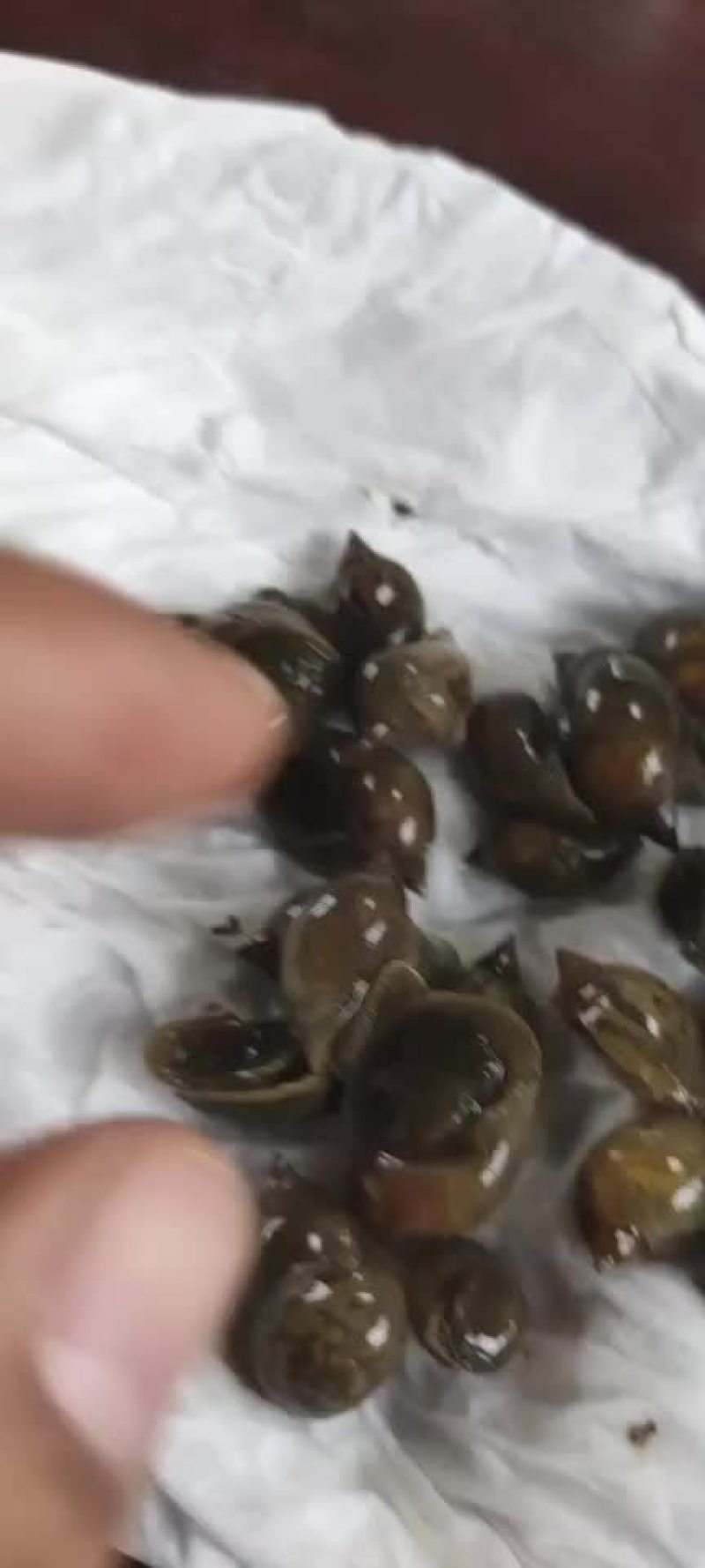 漂螺