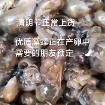 漂螺