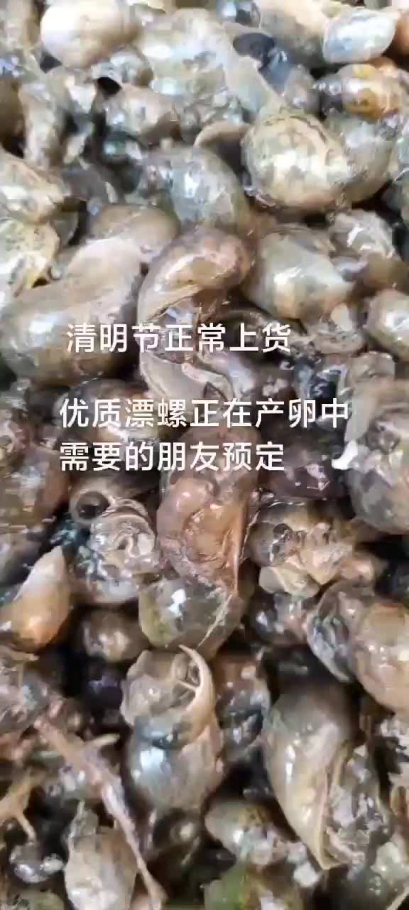 漂螺