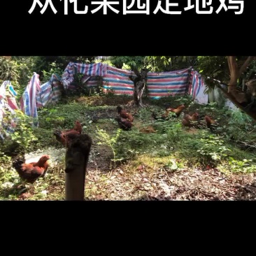广州从化果园走地鸡