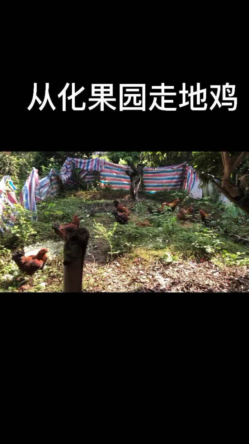 广州从化果园走地鸡