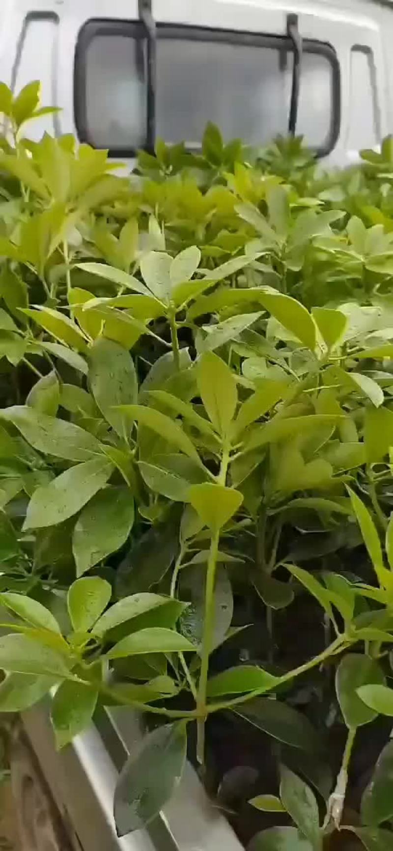 八角树苗