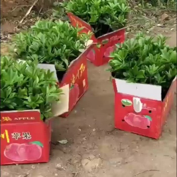 八角树苗