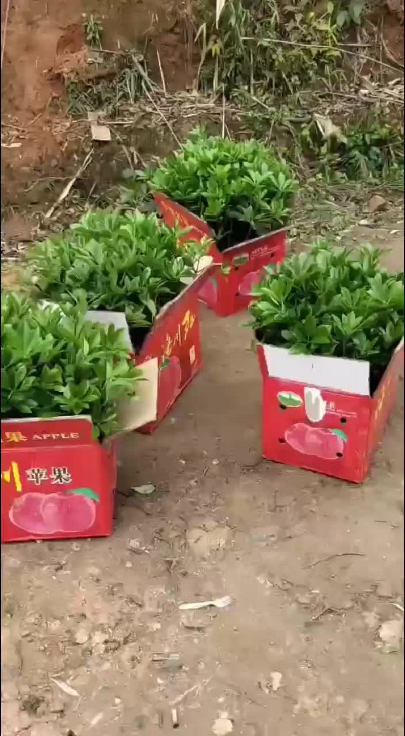 八角树苗
