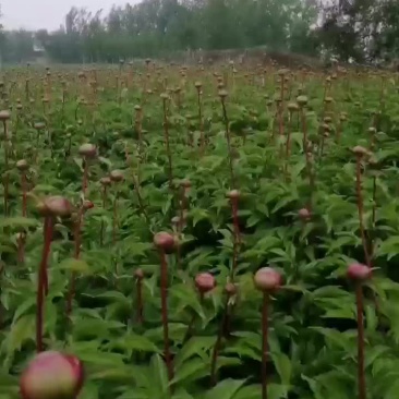 精品观赏芍药农户直接给您发货，中间没中间商差价