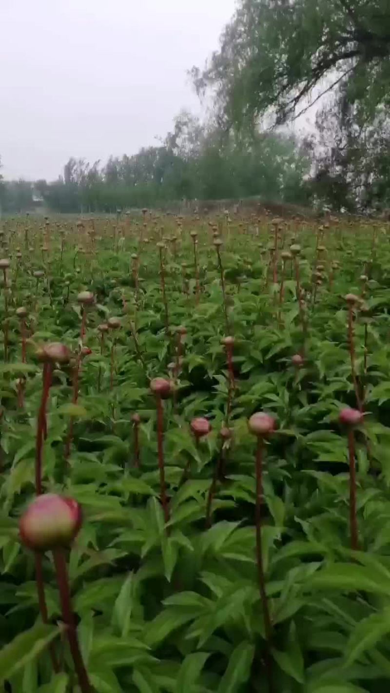 精品观赏芍药农户直接给您发货，中间没中间商差价