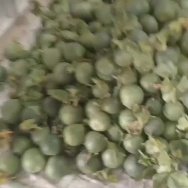 博洋甜瓜山东费县博洋甜瓜大量上市对接商超各大档口