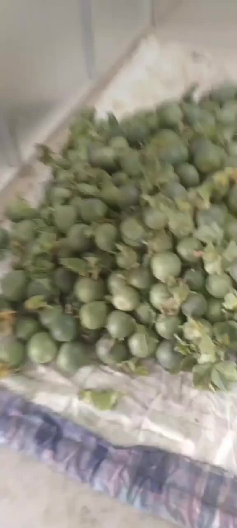 博洋甜瓜山东费县博洋甜瓜大量上市对接商超各大档口