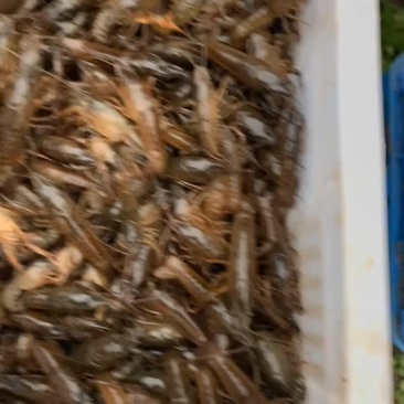 潜江小龙虾苗全国接单中⋯保质保量价格便